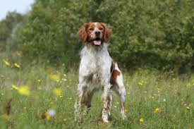 chien-chasse
