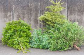 sapin recyclage